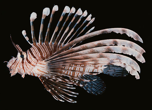 Pterois volitans