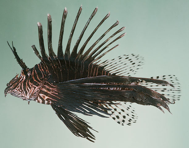 Pterois volitans