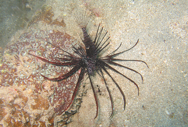 Pterois volitans