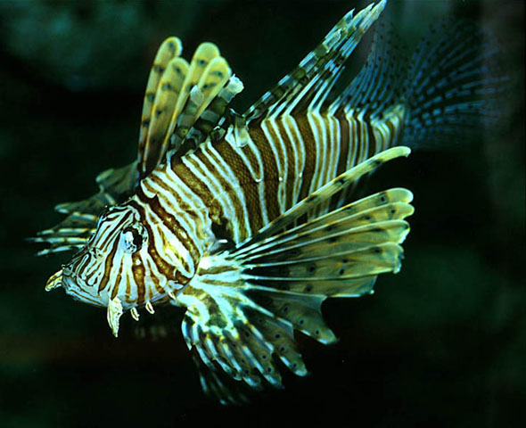 Pterois volitans