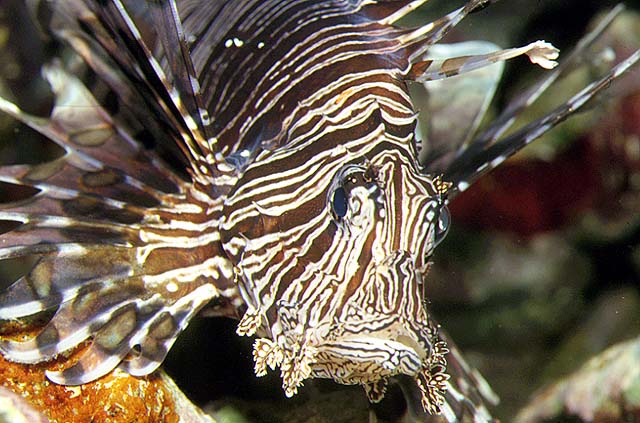 Pterois volitans