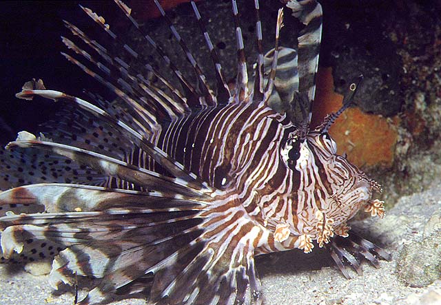 Pterois volitans