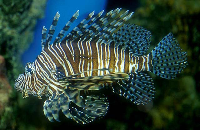 Pterois volitans