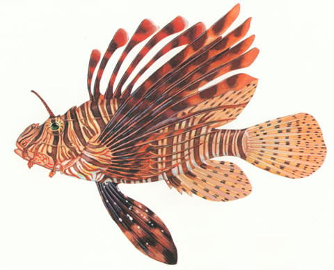 Pterois volitans