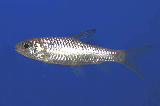 Puntius arenatus