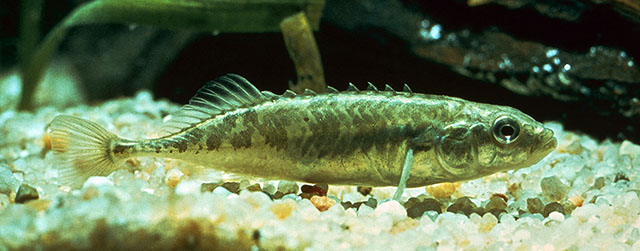 Pungitius laevis