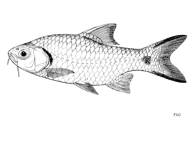 Systomus rubripinnis