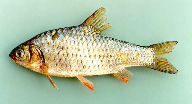 Systomus rubripinnis