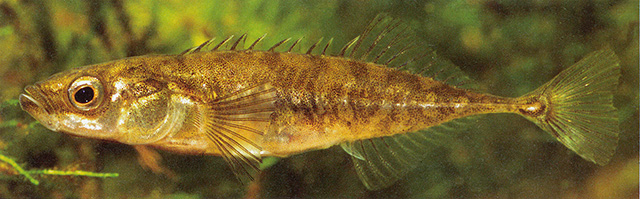 Pungitius pungitius