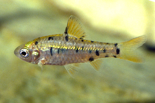 Barbodes semifasciolatus