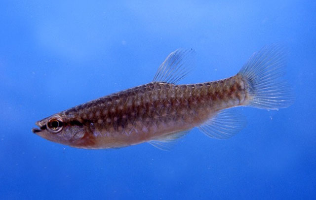 Pyrrhulina brevis