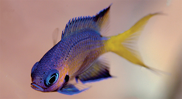 Pycnochromis pacifica