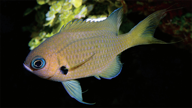 Pycnochromis pacifica