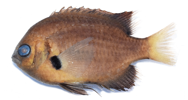 Pycnochromis pacifica