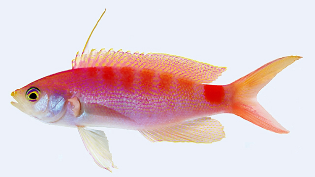 Pyronotanthias timanoa