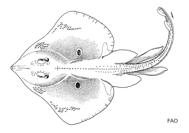 Rostroraja ackleyi