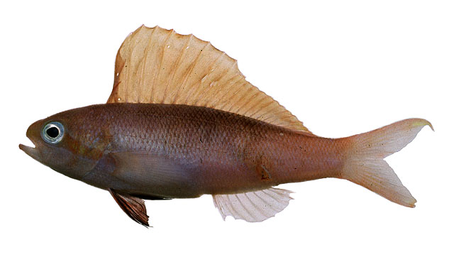 Rabaulichthys altipinnis