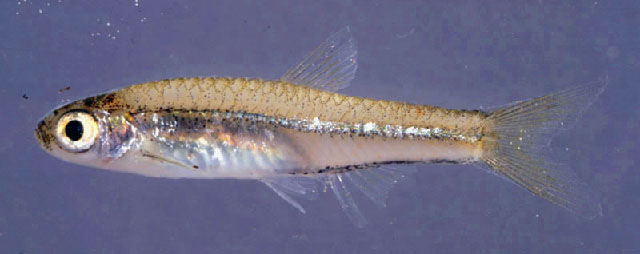 Rasbora amplistriga