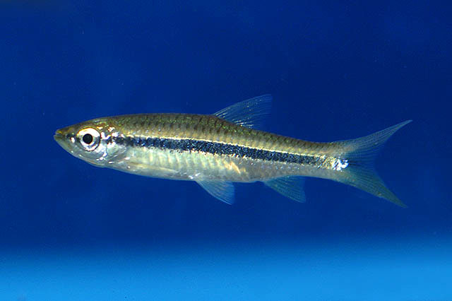 Rasbora dusonensis