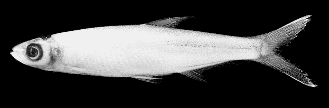 Rasborichthys helfrichii