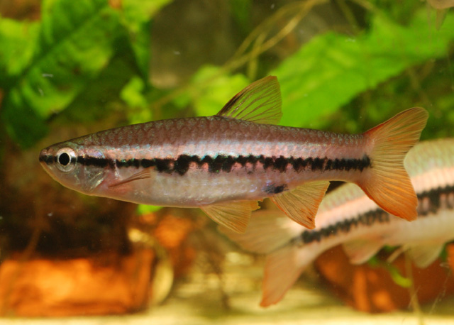 Rasbora patrickyapi