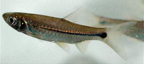 Rasbora paucisqualis