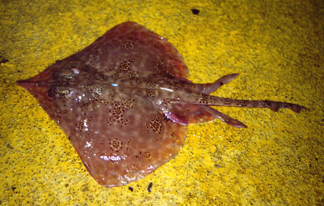 Dentiraja polyommata