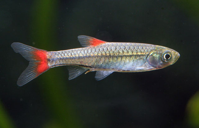 Rasbora rubrodorsalis