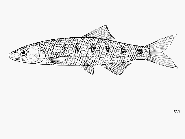 Raiamas salmolucius