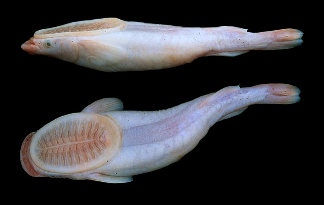 Remora albescens