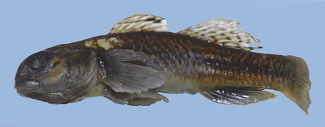 Redigobius lekutu