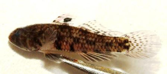 Redigobius macrostoma