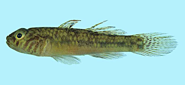 Redigobius tambujon