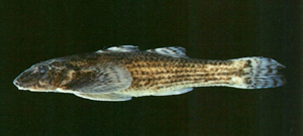 Rhyacichthys aspro