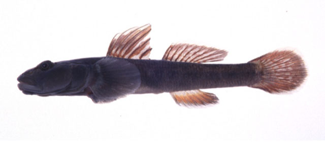 Rhinogobius flumineus