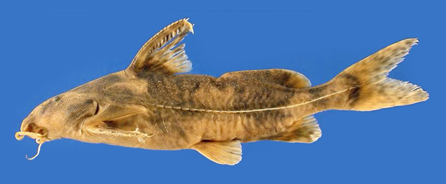 Rhinodoras gallagheri