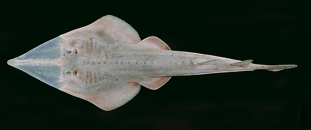 Glaucostegus granulatus