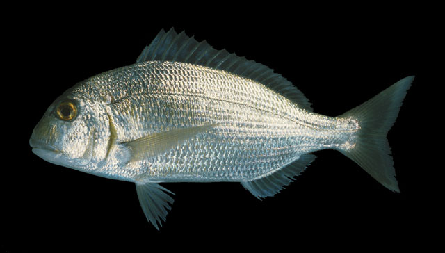 Rhabdosargus haffara