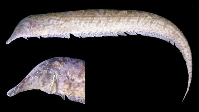 Rhamphichthys hahni