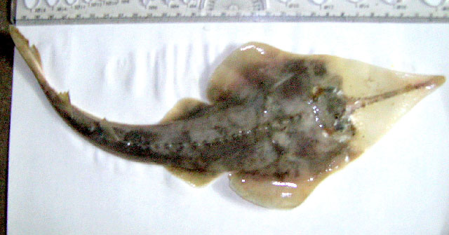 Rhinobatos holcorhynchus