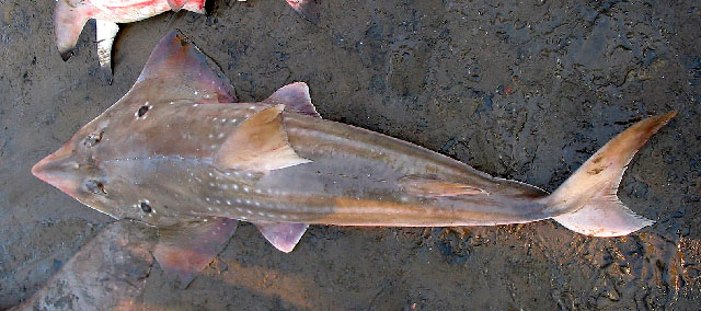 Rhynchobatus palpebratus