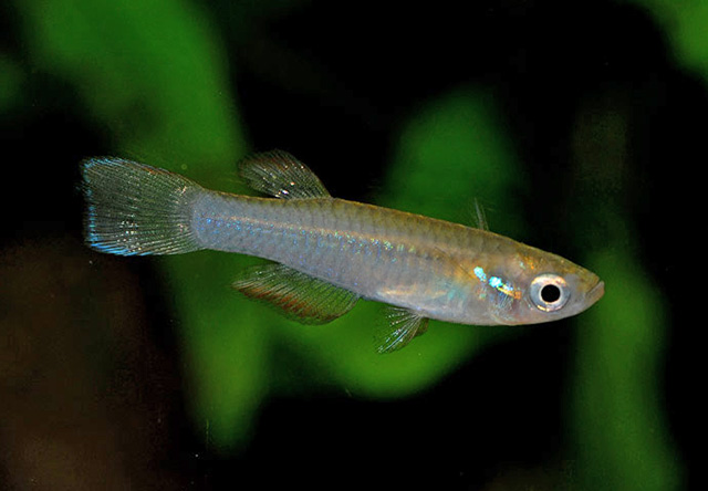 Rhexipanchax lamberti