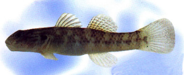 Rhinogobius lanyuensis