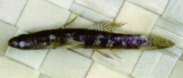 Rhinogobius mekongianus