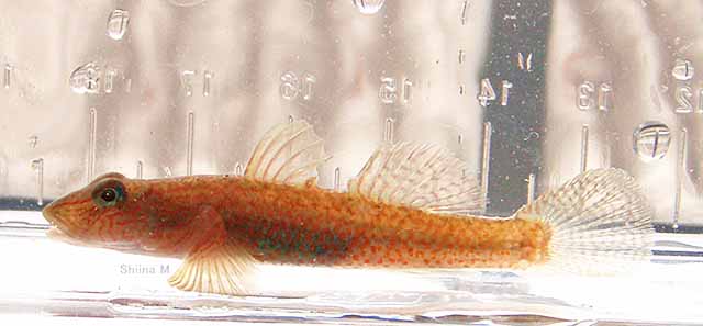 Rhinogobius nagoyae