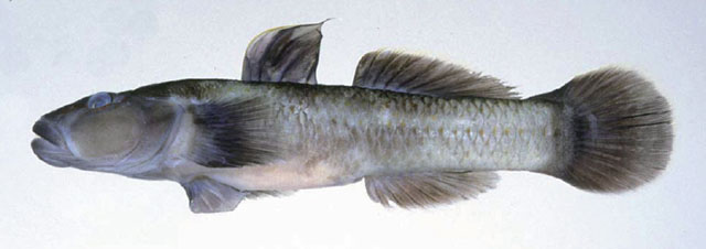 Rhinogobius ogasawaraensis