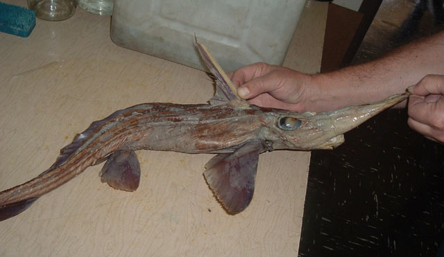 Rhinochimaera pacifica