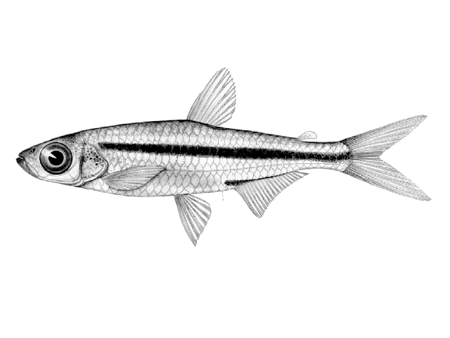 Rhabdalestes rhodesiensis