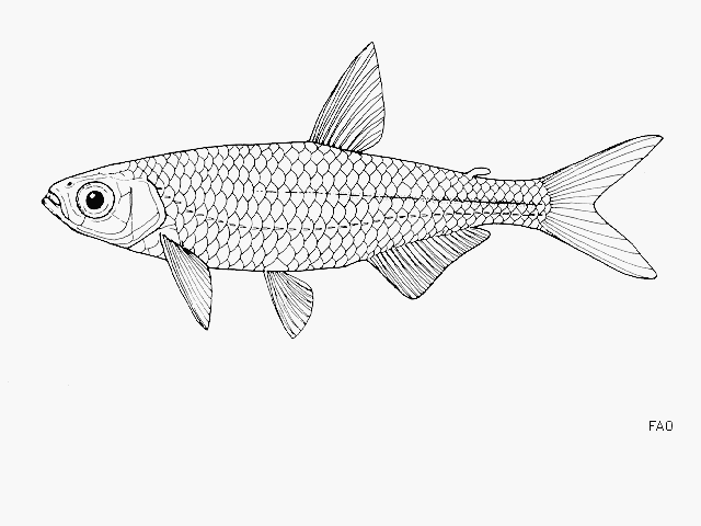 Rhabdalestes tangensis