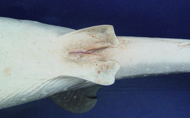 Rhincodon typus